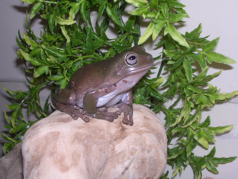cleo