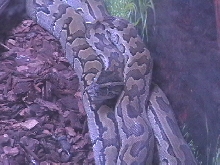 African Rock Python