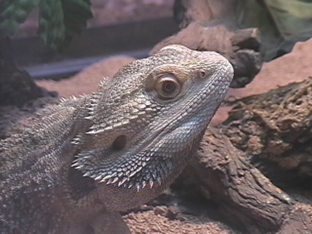 Meet Drake!