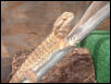 Female Orange Bearded Dragon