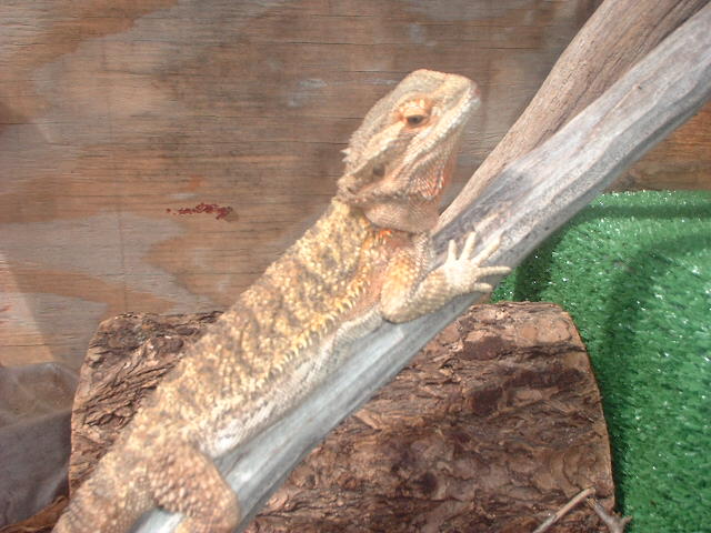 Female Orange Bearded Dragon