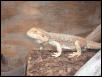 Male Bearded Dragon