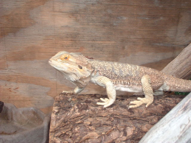 Male Bearded Dragon