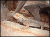 Male Orange Bearded Dragon