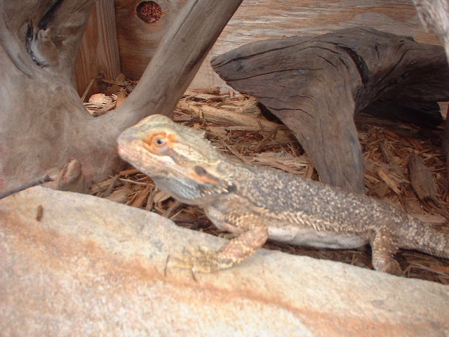 Male Orange Bearded Dragon