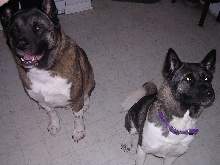Bear & Kiwi