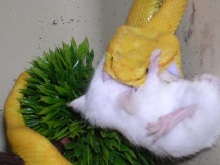 feed 1