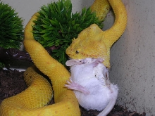feed 2
