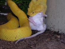 feed 3