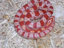 CopperfieldShed1