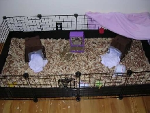 Guinea Pig Cage
