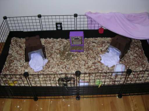 Guinea Pig Cage
