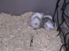 Pip and Patch