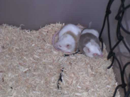 Pip and Patch