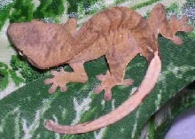 Crested Gecko