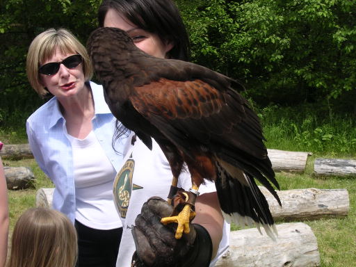 Harris Hawk