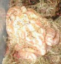 Lumpy