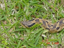 Snake Head