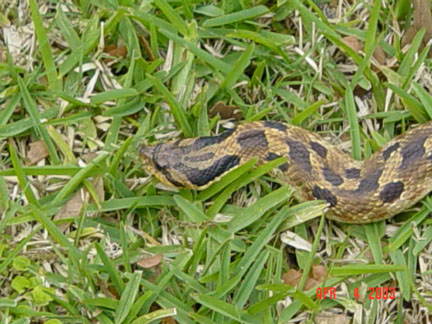 Snake Head