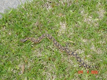Snake Full Body