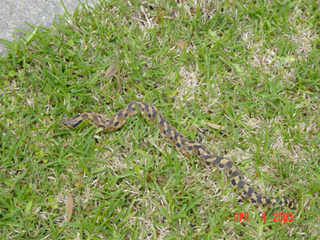 Snake Full Body