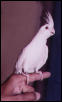 Albino cockatiel