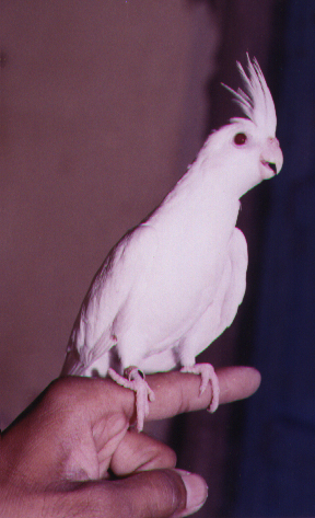 Albino cockatiel