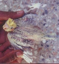 Cinnamon pearl pied tiel