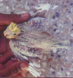 Cinnamon pearl pied tiel