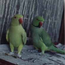 Indian Ringnecks