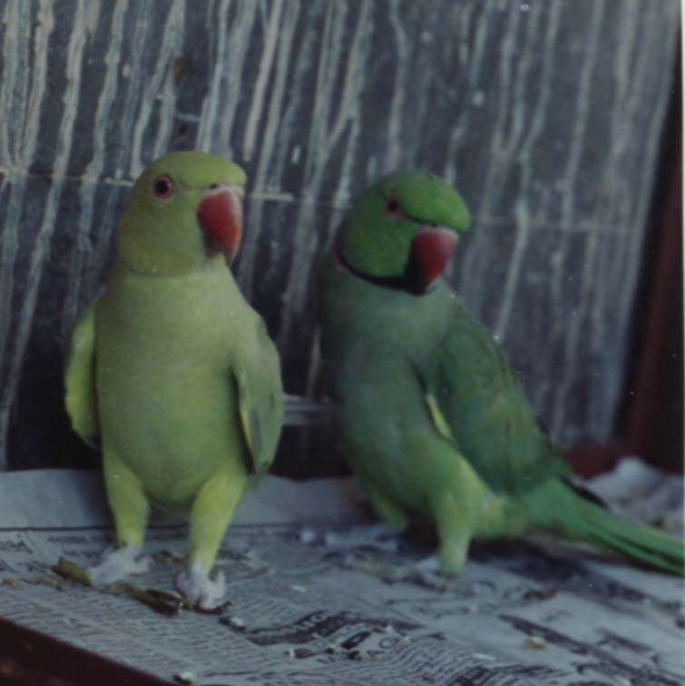 Indian Ringnecks