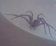 Brown Recluse