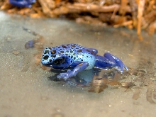 D.Azureusjuvie