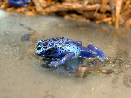 D.Azureusjuvie