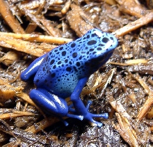 D.Azureusjuvie2