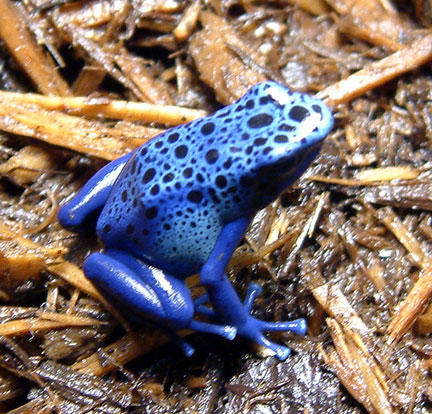 D.Azureusjuvie2
