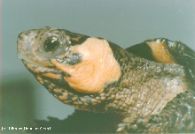 Bog Turtle