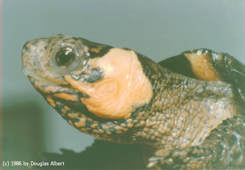 Bog Turtle