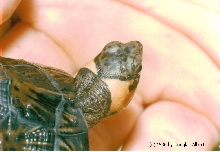Bog Turtle