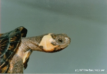 Bog Turtle