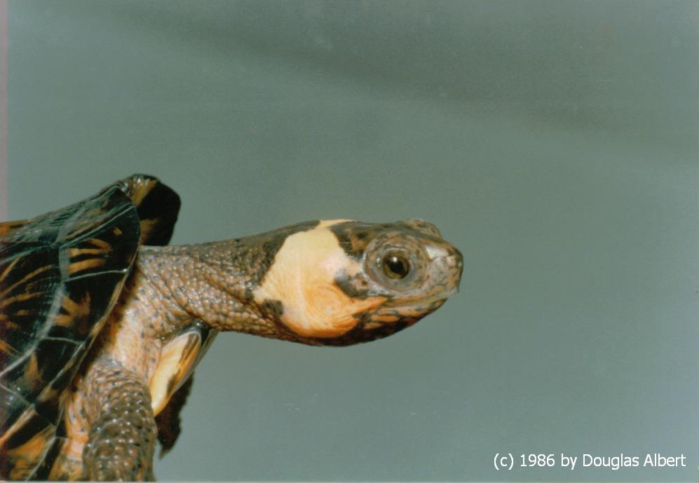 Bog Turtle