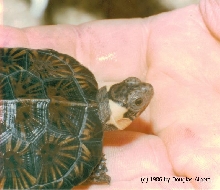 Bog Turtle