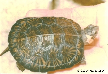 Bog Turtle