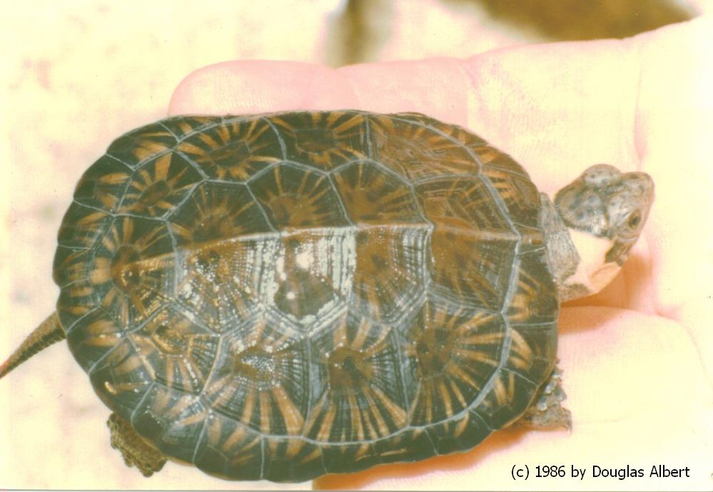 Bog Turtle