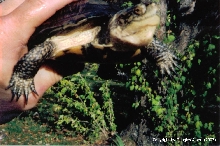 Pacific Pond/Blanding Hybrid Turtle