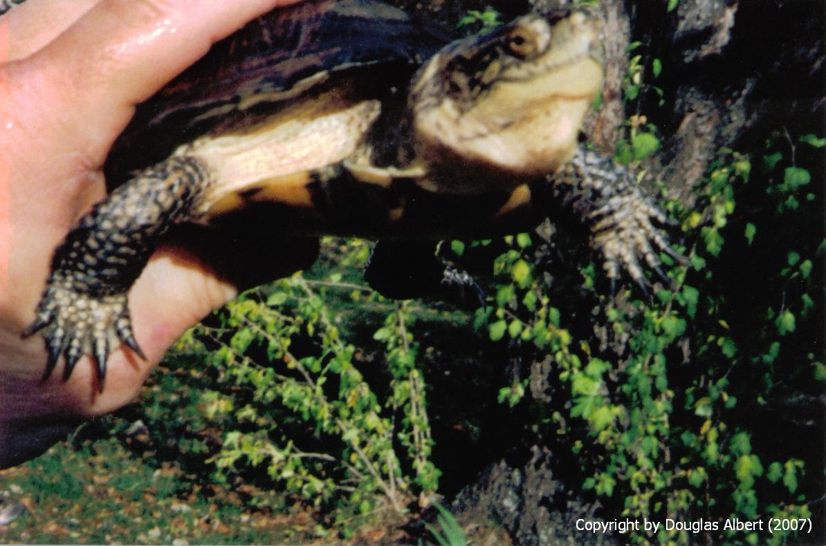 Pacific Pond/Blanding Hybrid Turtle