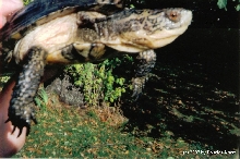 Pacific Pond/Blanding Hybrid Turtle