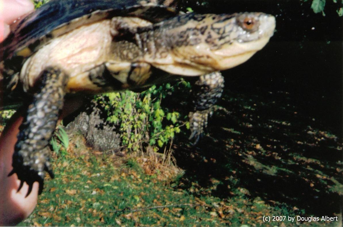 Pacific Pond/Blanding Hybrid Turtle