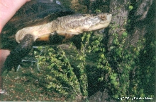 Pacific Pond/Blanding Hybrid Turtle