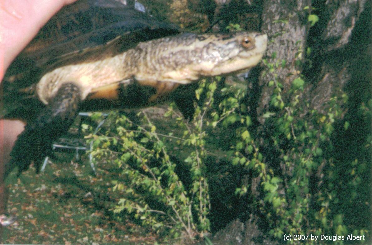 Pacific Pond/Blanding Hybrid Turtle